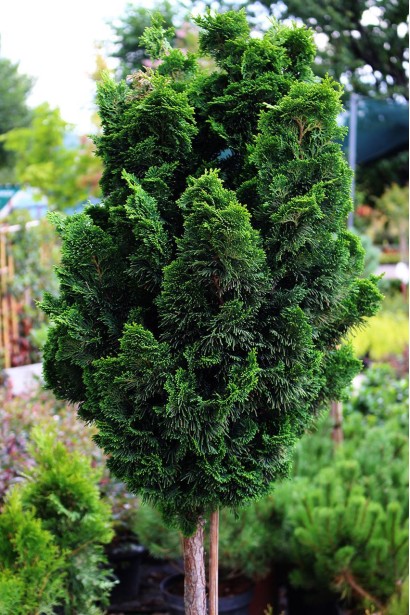 Chamaecyparis obtusa Nana Gracilis на штамбе